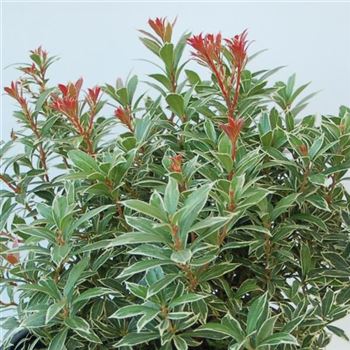 Pieris_Little_Heath_GR_Q3.jpg