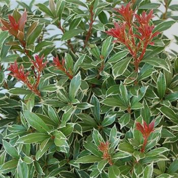 Pieris_Little_Heath_GR_Q1.jpg