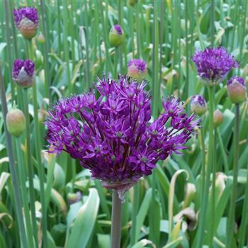 Allium_aflatunense_Purple_Sensation_WI_Q2.jpg