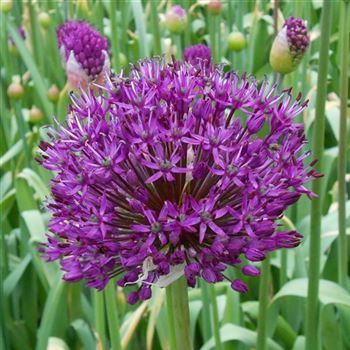 Allium_aflatunense_Purple_Sensation_WI_Q1.jpg