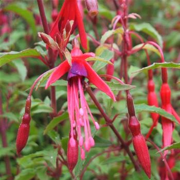 Fuchsia_magellanica_Gracilis_WI_Q1.jpg