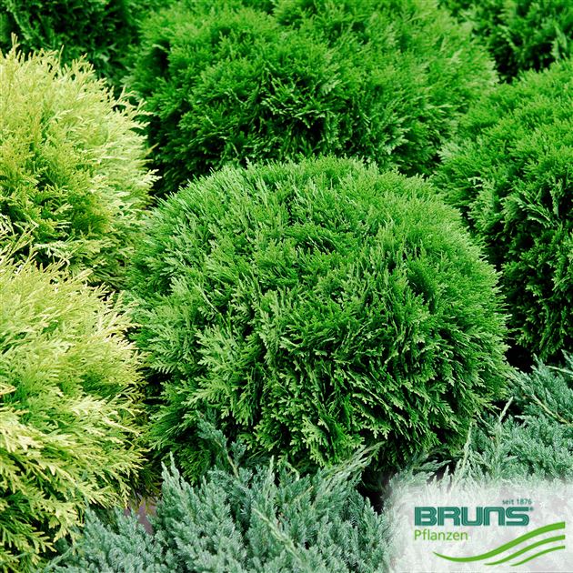 Thuja occidentalis 'Danica' von Bruns Pflanzen