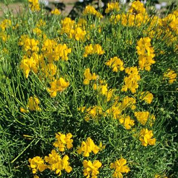 Genista_radiata_1999_1308_q.jpg