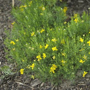 Genista_radiata_2008_3070.jpg