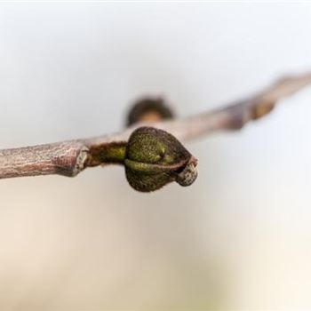 Asimina triloba