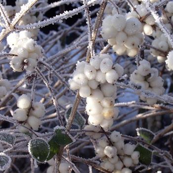 Symphoricarpos_albus_var_laevigatus_2005_5693_b.jpg