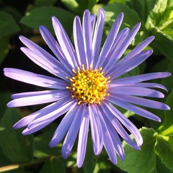 Aster_frikartii_Wunder_von_Staefa_WI_Q1.jpg