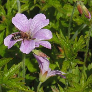 Geranium_endressi_WI_Q3.jpg