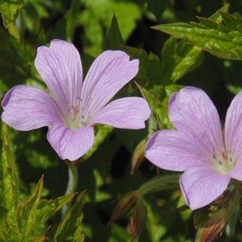 Geranium_endressi_WI_Q2.jpg