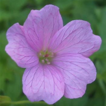 Geranium_endressi_WI_Q1.jpg