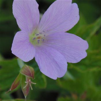 Geranium_endressi_WI_Q4.jpg