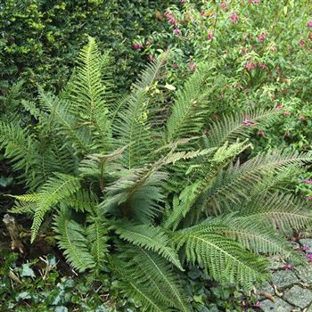 Polystichum_setiferum_Herrenhausen_HRM_Q2.jpg