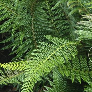 Polystichum_setiferum_Herrenhausen_HRM_Q1.jpg