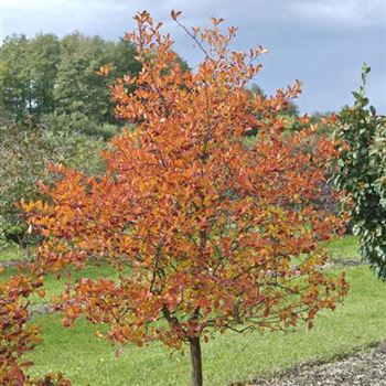 Crataegus_x_prunifolia_2009_7846_b.jpg