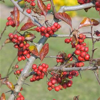 Crataegus_prunifolia_2007_9069.jpg