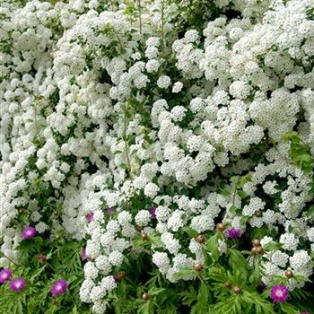 Spiraea_vanhoutte_HRM_8166.JPG