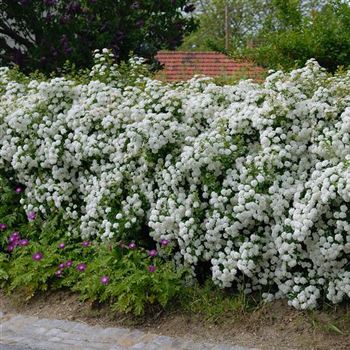 Spiraea_vanhouttei_2006_1319.jpg