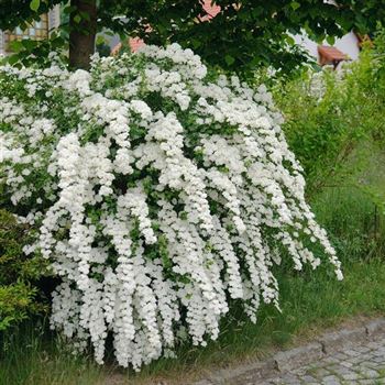 Spiraea_vanhouttei_2008_2487.jpg