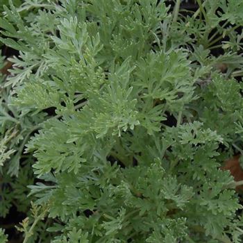 Artemisia_abrotanum_WI_Q1.jpg