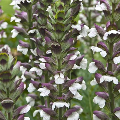 Acanthus hungaricus