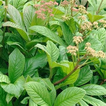 Rodgersia_pinnata_HRM_Q1.jpg