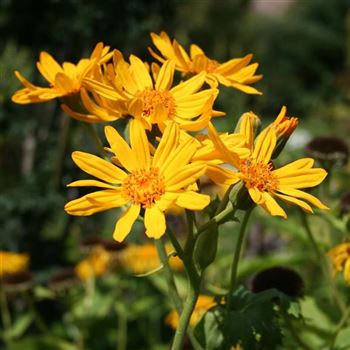 Ligularia_palmatiloba_HRM_Q2.jpg