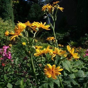 Ligularia_palmatiloba_HRM_Q4.jpg