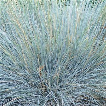 Festuca_cinerea_HRM_Q1.jpg