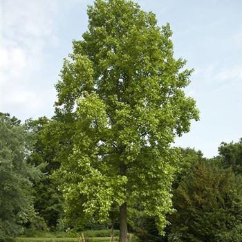 Liriodendron_tulipifera_2008_3791.jpg