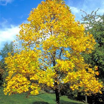 Liriodendron_tulipifera_1998_6089_b.jpg