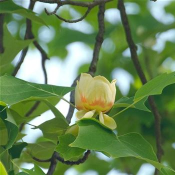 Liriodendron_tulipifera_2008_3789_q.jpg