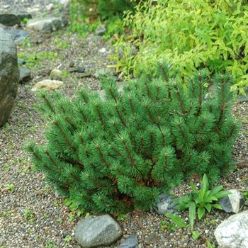 Pinus_mugo_Humpy_2010_5215.jpg