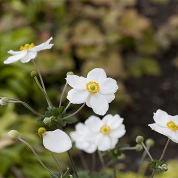 Anemone japonica 'Honorine Jobert'