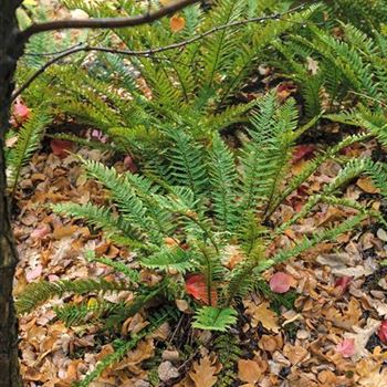 Polystichum_setiferum_HRM_R3.jpg