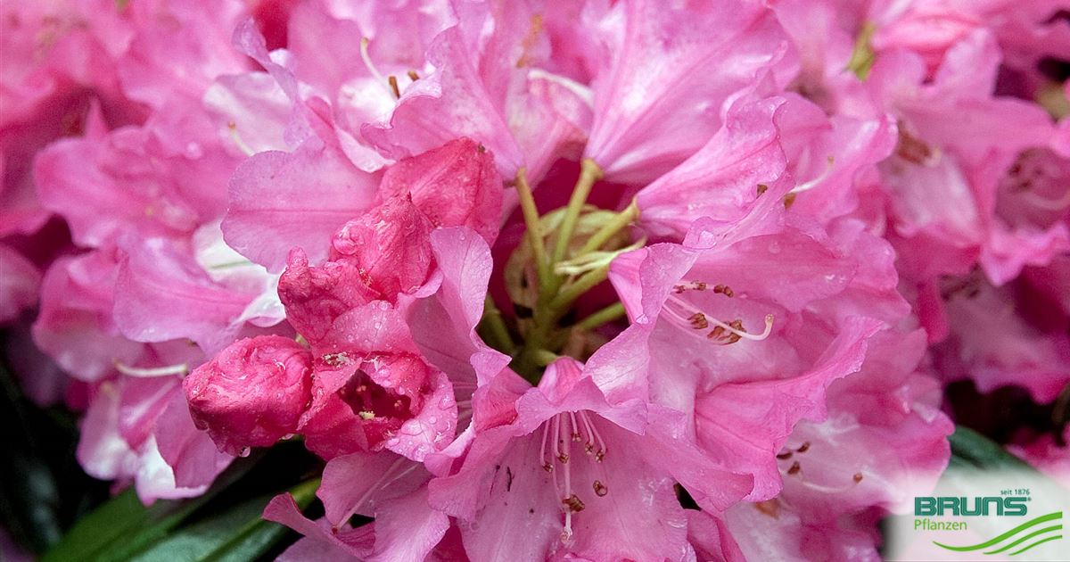 rhododendron pferd Harry's Horse Outdoordecke Thor 0g Fleece Rhododendron Pferdedecke  ePony  Reitsport