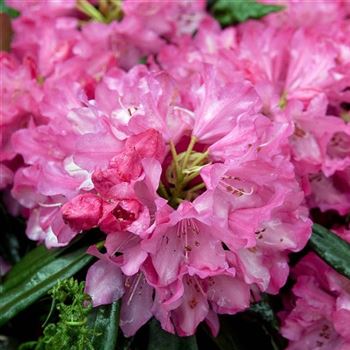 Rhododendron_Rosa_Perle_2006_1545_Q.jpg