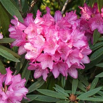 Rhododendron_Rosa_Perle_2009_1834_Q.jpg