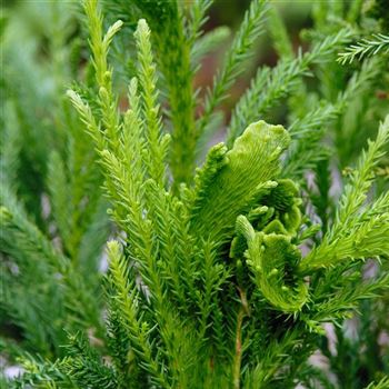 Cryptomeria_japonica_Cristata_2006_5763_q.jpg