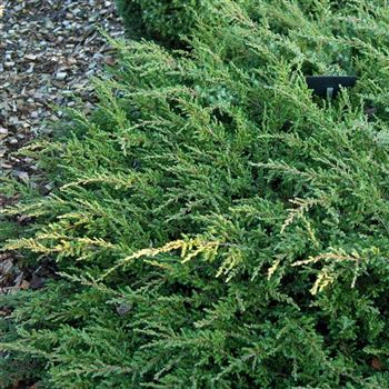 Juniperus_communis_Repanda_2007_0093_q.jpg