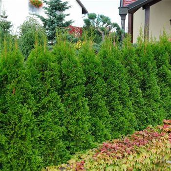 Thuja_occidentalis_Smaragd_2007_6888.jpg