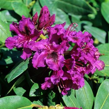 Rhododendron_Azurro_2003_0397_q_Q.jpg