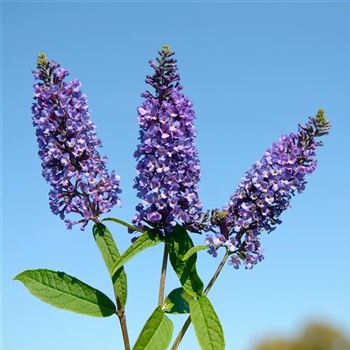 Buddleja_davidii_Empire_Blue_2007_8197_q.jpg