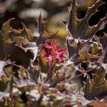 Acer platanoides 'Faassen´s Black'