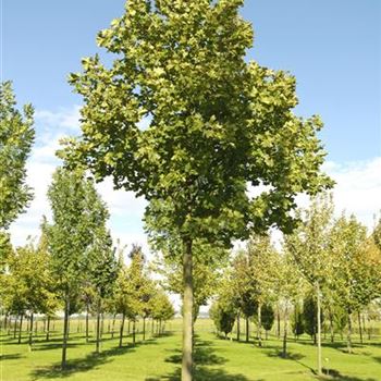 Acer_platanoides_Eurostar_2007_8057.jpg