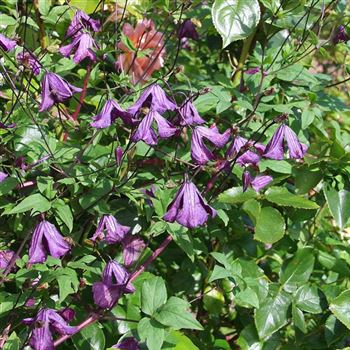 Clematis_viticella_2005_3811_q.jpg