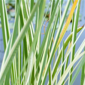 Acorus_calamus_Variegatus_HRM_Q1.jpg