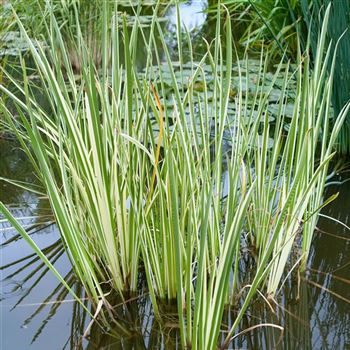 Acorus_calamus_Variegatus_HRM_Q2.jpg