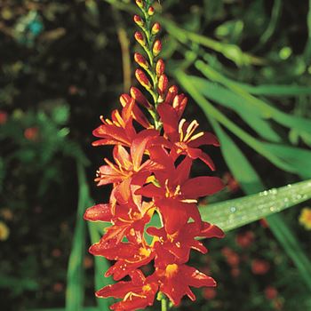 Crocosmia_Lucifer_UAS_Q1.tif