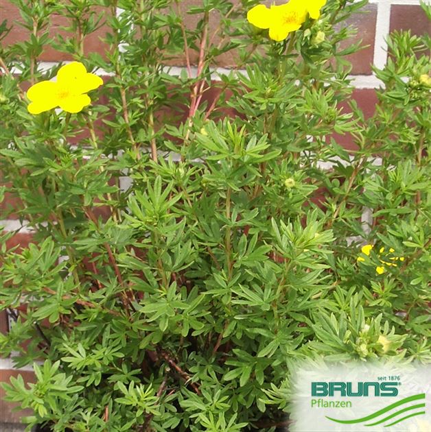 Potentilla fruticosa 'Goldfinger' von Bruns Pflanzen