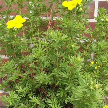 Potentilla_fruticosa_Goldfinger_GR_Q1.jpg